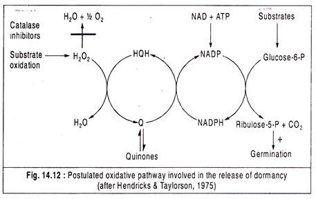 Postulated Oxidative Pathway