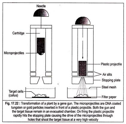 Transformation of a Plant by a Gene Gun