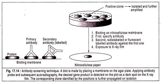 Antibody Screening Technique