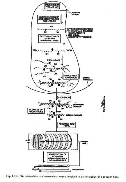 Intracellular and Extracellular Events