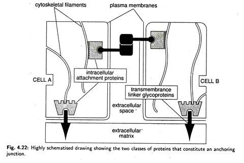 Two Classes of Proteins