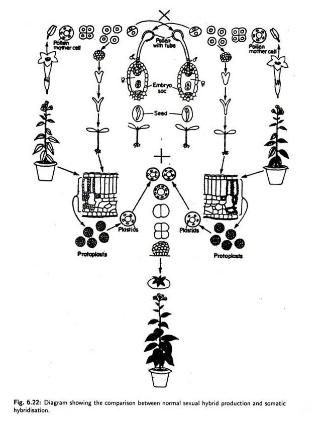 Normal Sexual Hybrid Production and Somatic Hybridisation