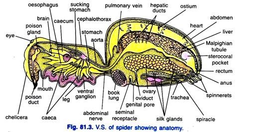 V.S. of spider showing anatomy