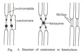 Structure of Bacteria