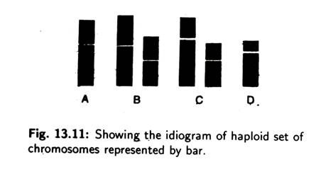 Showing the idiogram of haploid set of chromosomes represented by bar