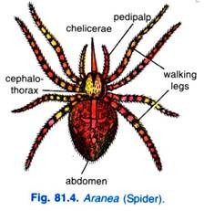 Aranea (Spider)