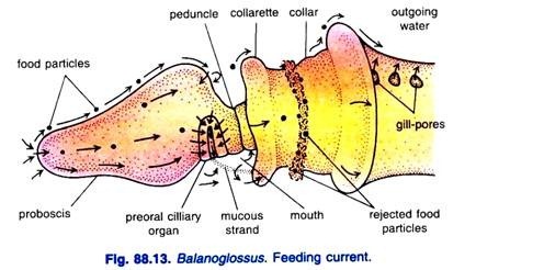 Balanoglossus Feeding current