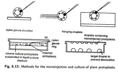 Methods for the microinjection and culture of plant protoplasts