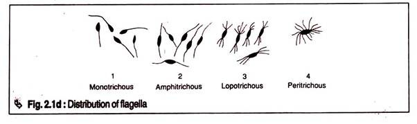 Distribution of Flagella