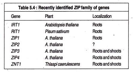 ZIP Family of Genes