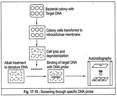 Screening through Specific DNA Probe