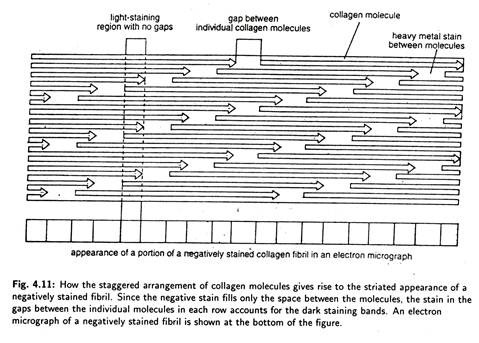 Staggered Arrangement of Collagen Moclecules