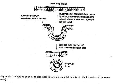 Folding of an Epithelial Sheet