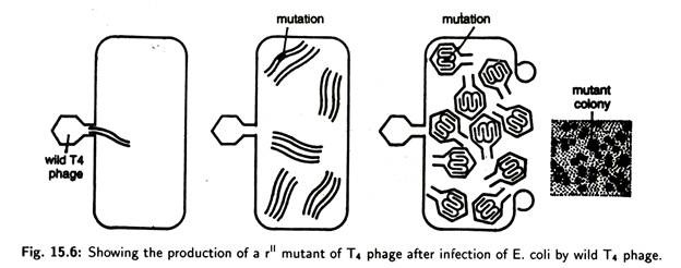 Production of  rII Mutant