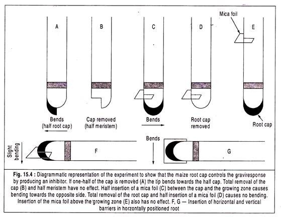 Experiment to show the maize root cap controls the graviresponse by producing an inhibitor