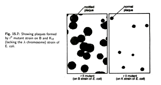 Plaques fromed by rII Mutant Strain