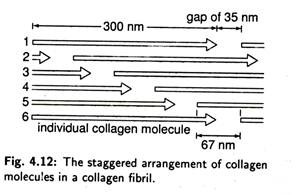 Staggered Arrangement of Collagen Molecules