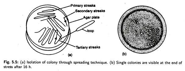 Isolation of Colony and Single Colonies