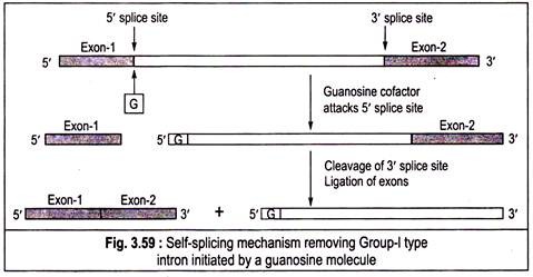 Self-splicing mechanism removing Group-I type intron initiated by a guanosine molecule