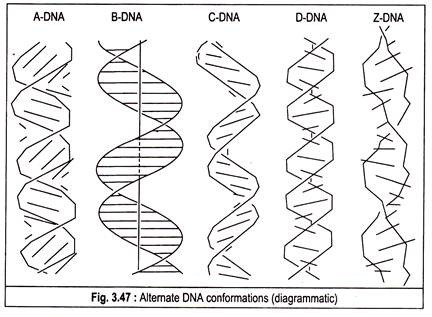 Alternate DNA conformations