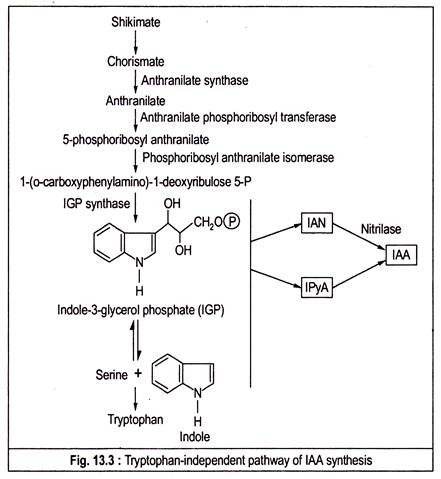 Tryptophan-Independent Pathways of IAA Synthesis