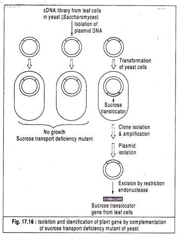 Isolation and Identification of Plant Gene