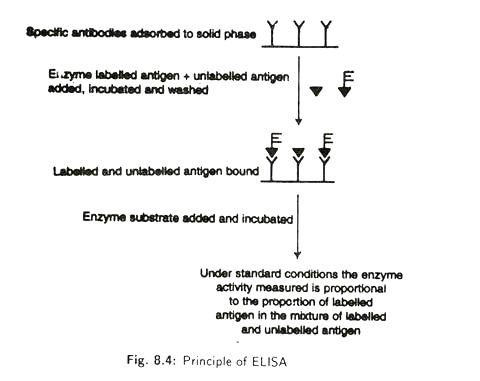 Principle of ELISA