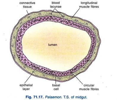 Palaemon. T.S. of midgut