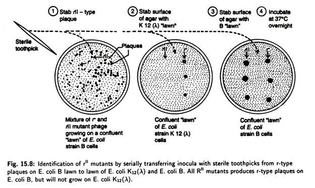 Identification of rII Mutants