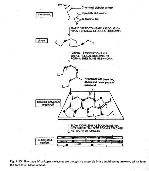 Type IV Collagen Molecules