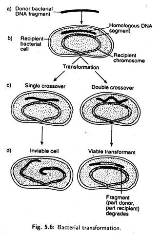 Bacterial Transformation