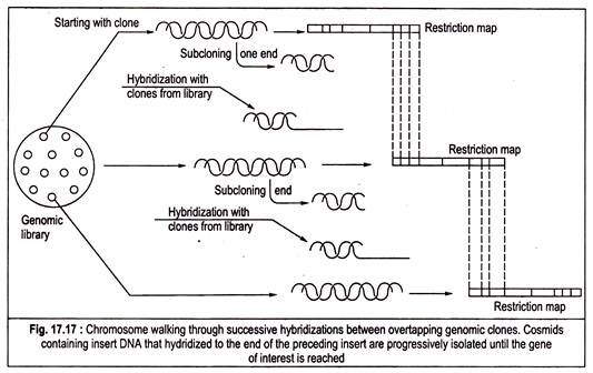 Chromosome Walking