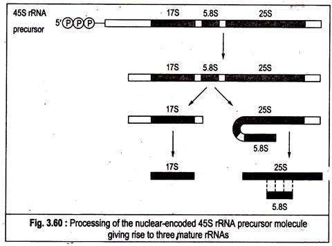 Processing of the nuclear-encoded 45s rRNA precursor molecule giving rise to three mature rRNAs