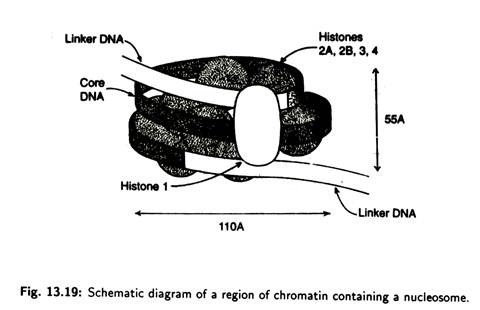 Schematic diagram of a region of chromatin containing a nucleosome