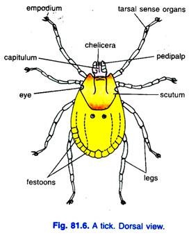 A tick. Dorsal view