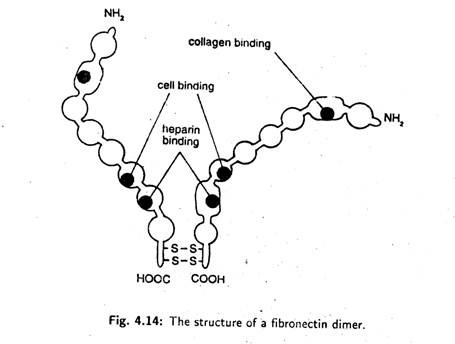 Structure of a Fibronectin Dimer