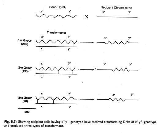 Recepient Cells