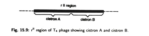 rII Region of T4 Phage