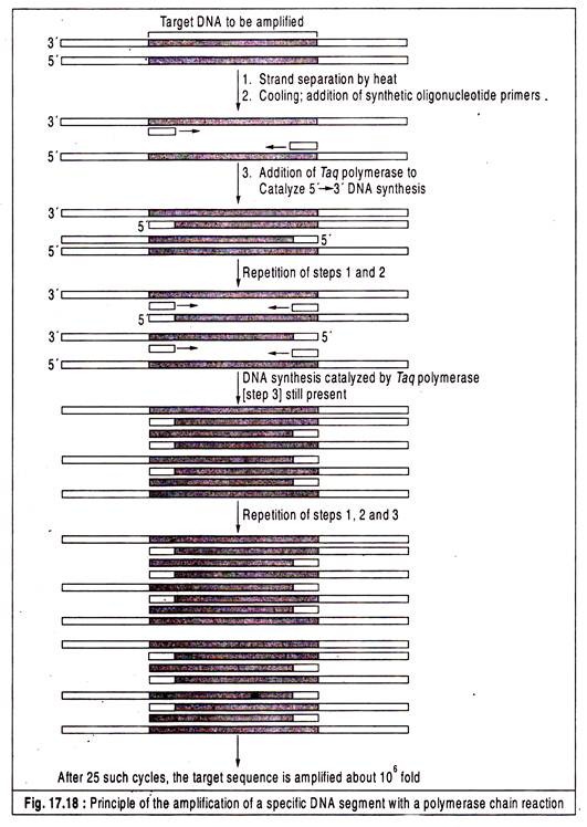 Principle of the Amplification