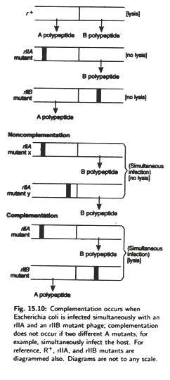 Complementation Occurs when Escherichia Coli is Infected Simultaneously