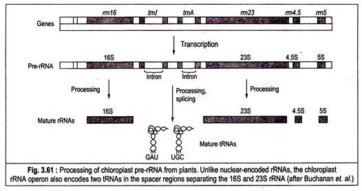 Processing of chloroplast pre-rRNA from plants