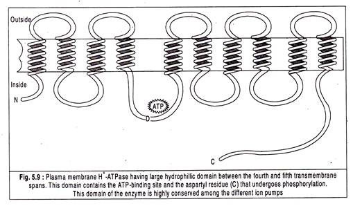 Plasma membrane H+ -ATPase