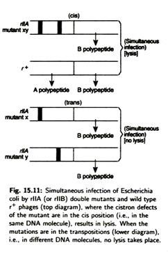 Simultaneous Infection