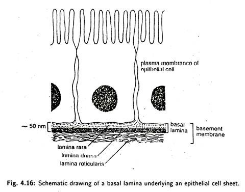 Basal Lamina Underlying an Epithelial Cell Sheet