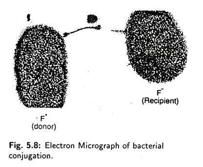 Electron Micrograph of Bacterial Conjugation