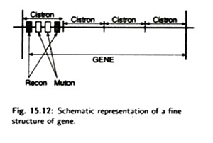 Fine Structure of Gene