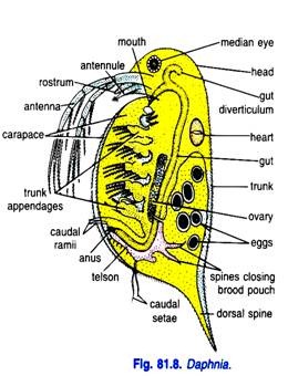 Daphnia