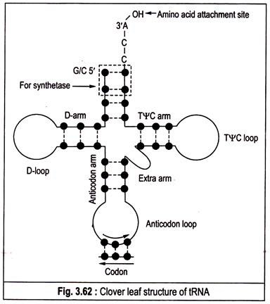 Clover leaf structure of tRNA