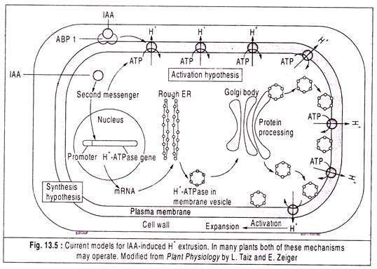 Current Models for IAA