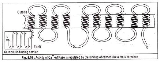 Activity of Ca++ -ATPase is regulated by the binding of calmodulin to the N terminus